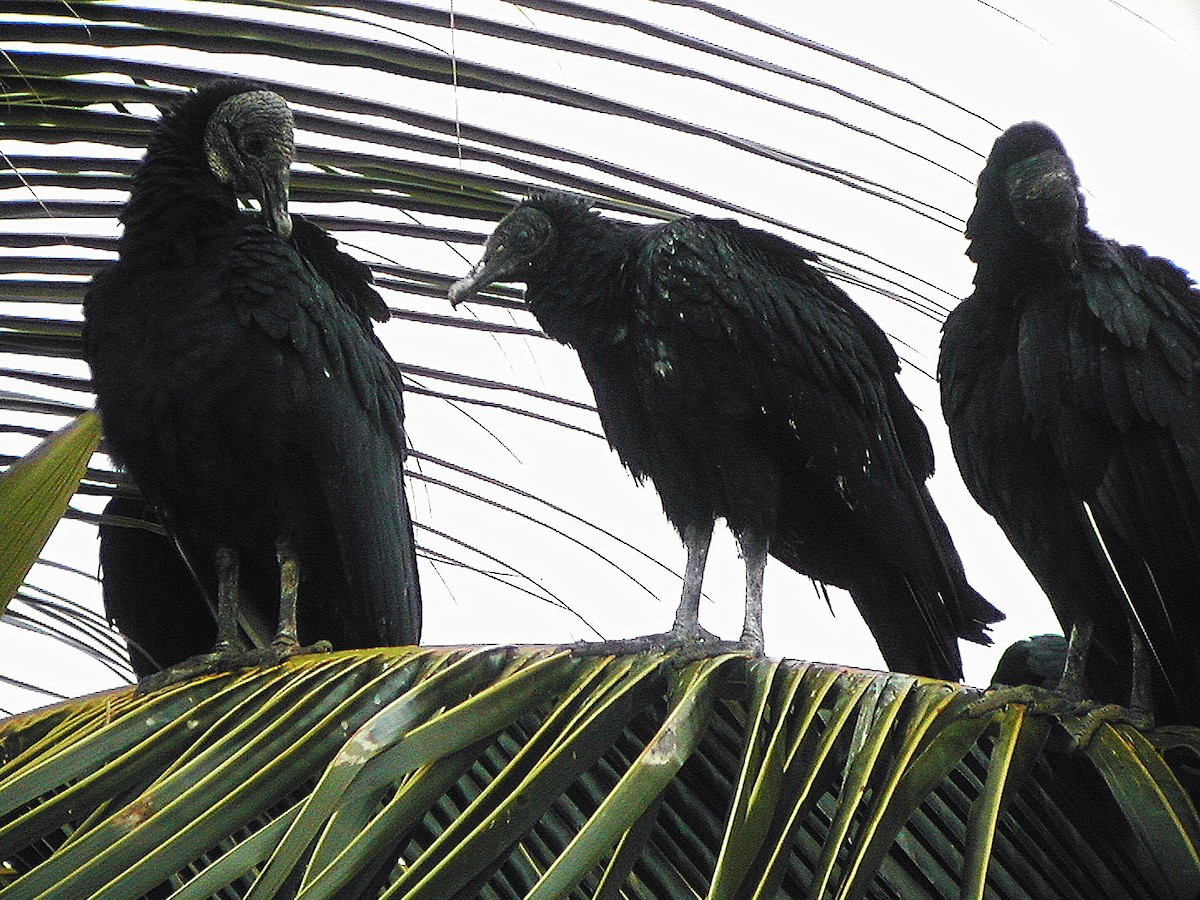Black Vulture - ML281683501