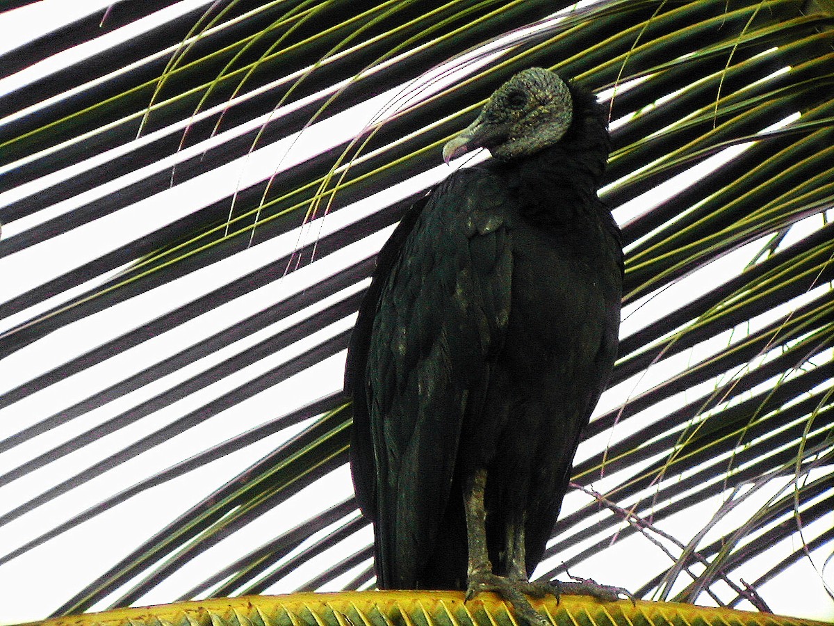 Black Vulture - ML281683541