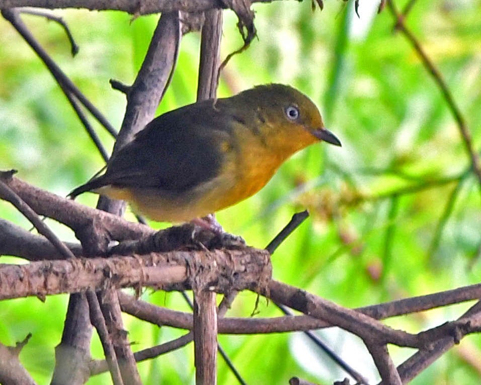 Band-tailed Manakin - ML281684601