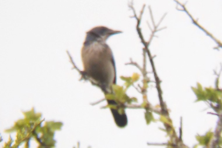 Woodhouse's Scrub-Jay (Woodhouse's) - ML28168481