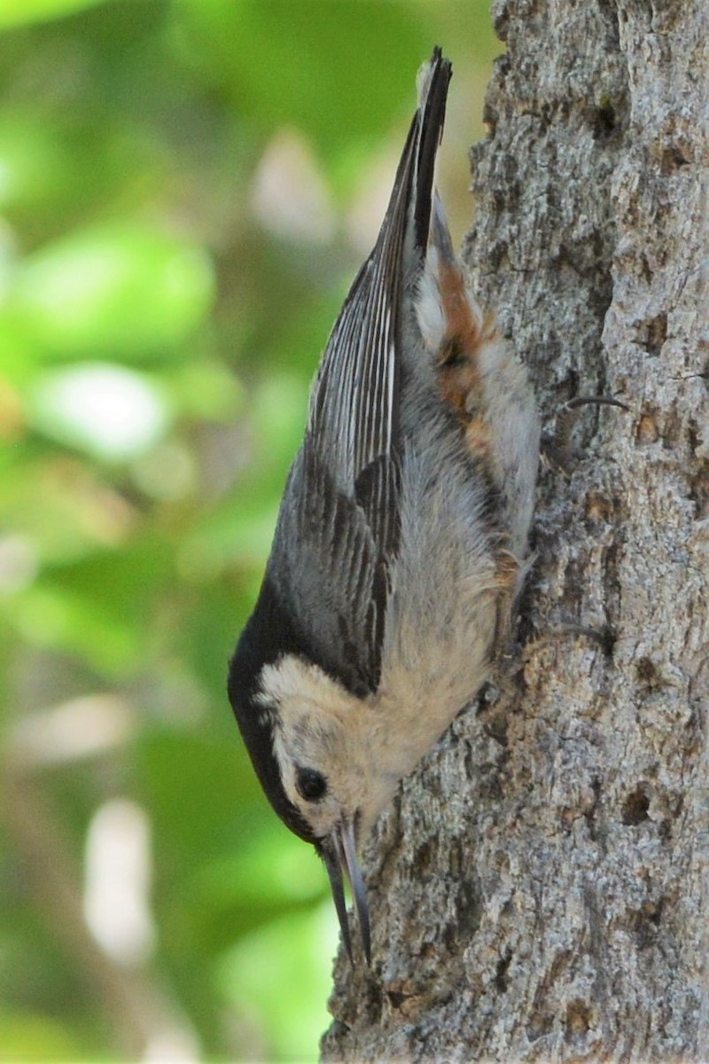 White-breasted Nuthatch (Pacific) - ML28168751