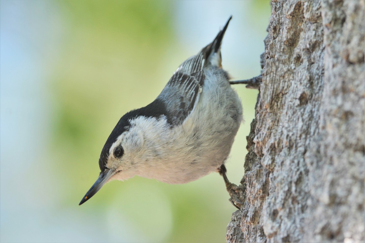 hvitbrystspettmeis (aculeata/alexandrae) - ML28168771