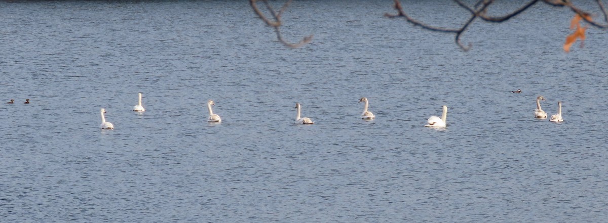 Mute Swan - ML281688511