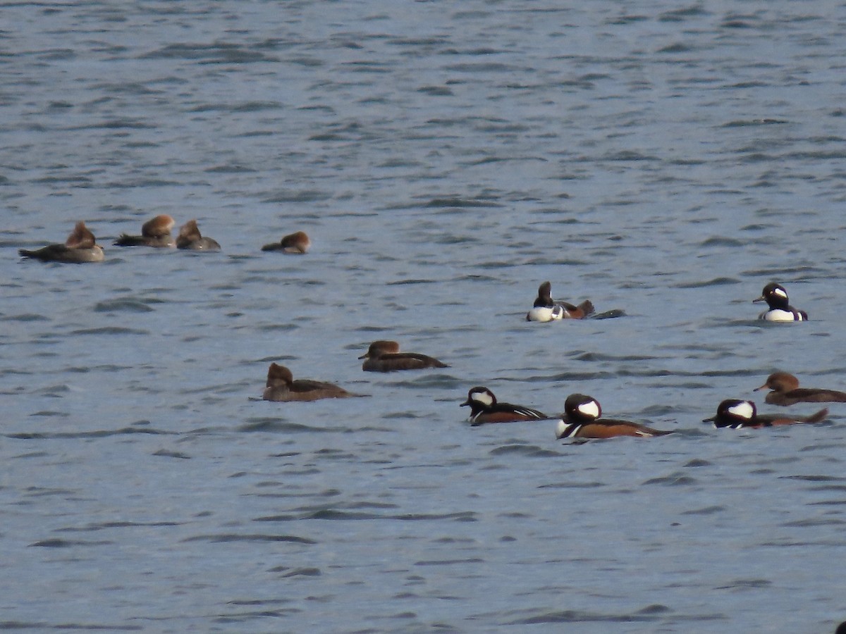 Hooded Merganser - ML281688651