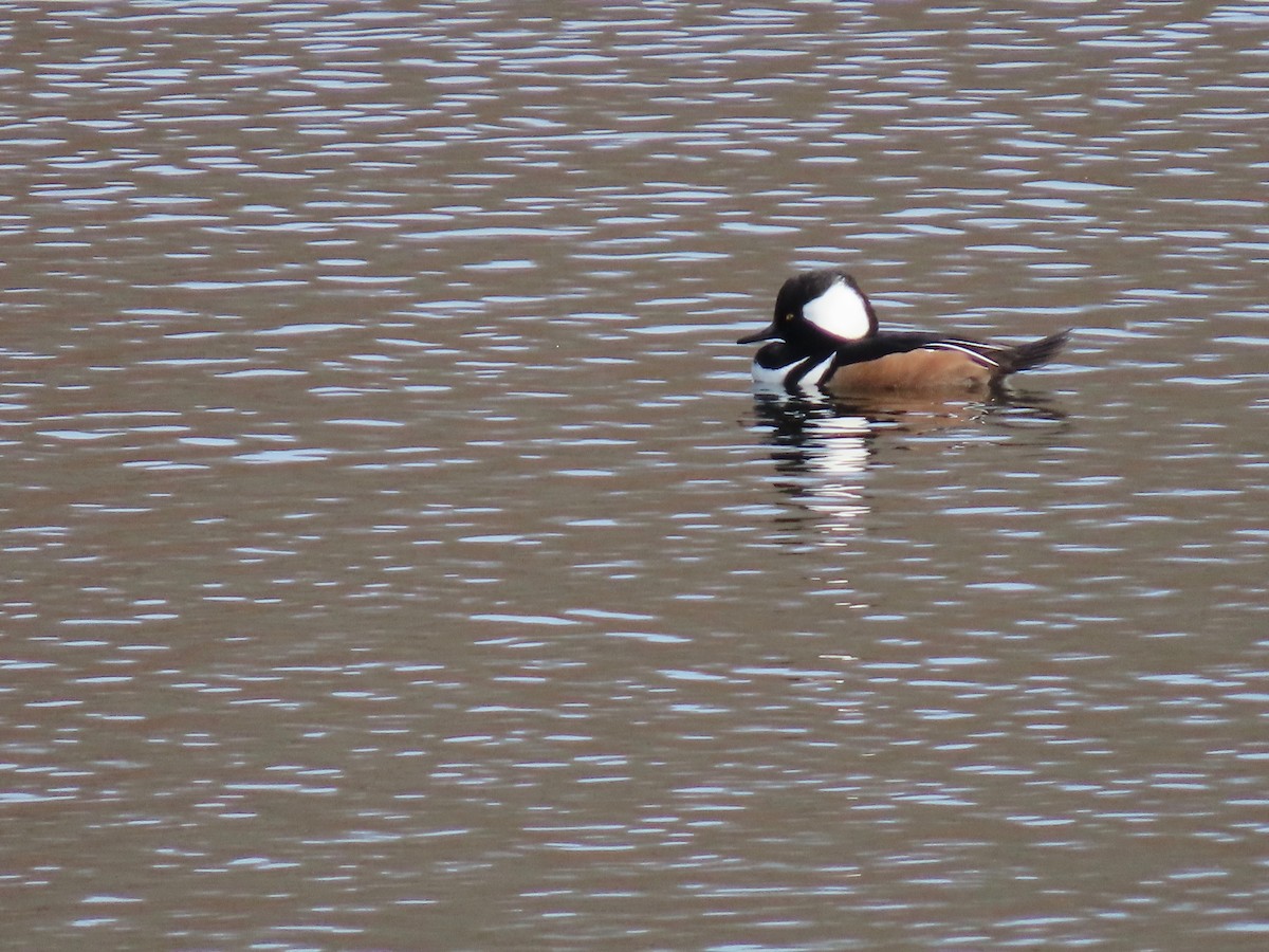 Hooded Merganser - ML281688771