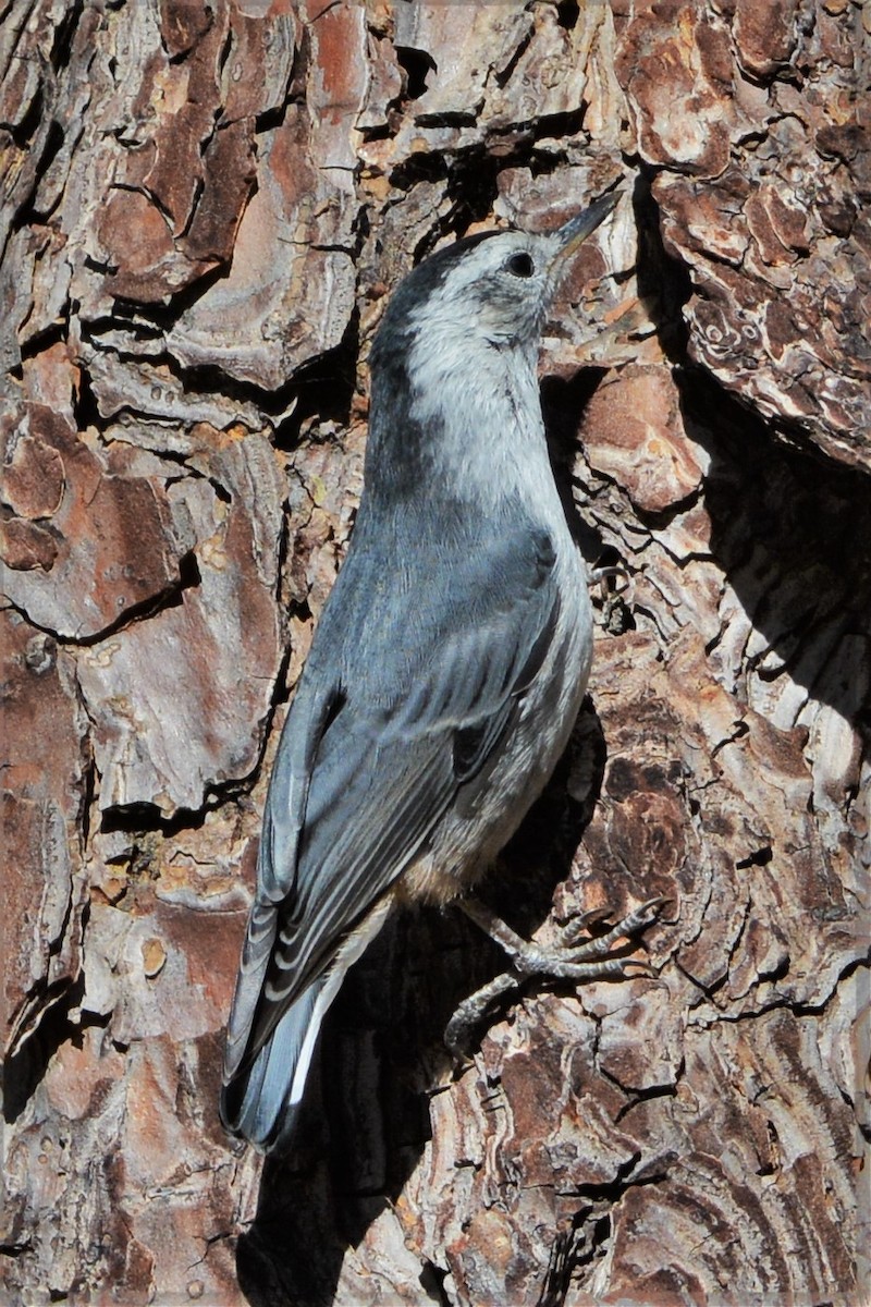 White-breasted Nuthatch (Pacific) - ML28168881