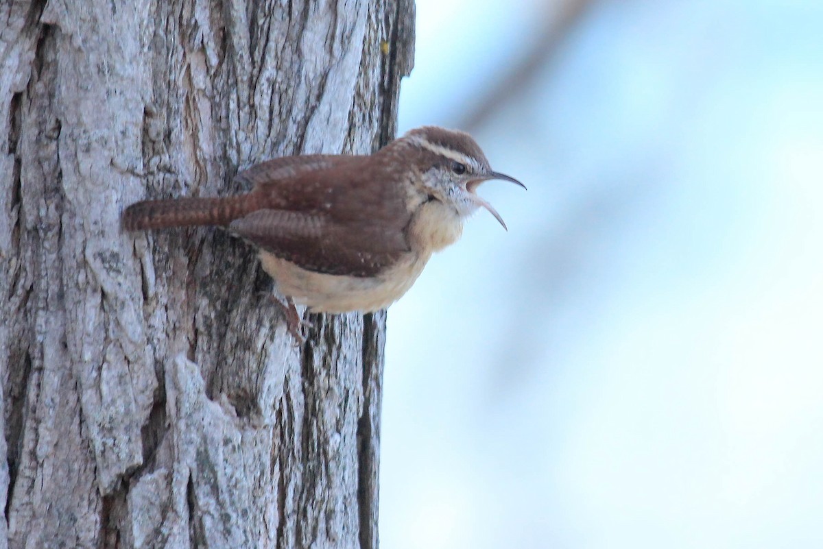 Carolina Wren - ML281688951