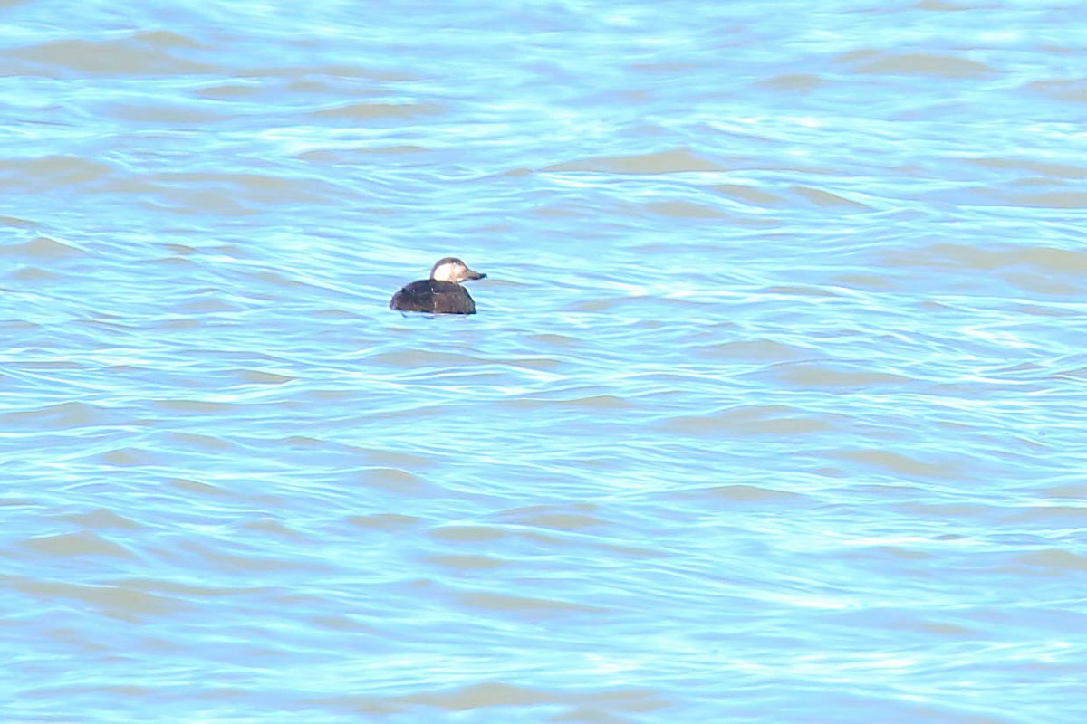 Black Scoter - ML281689221