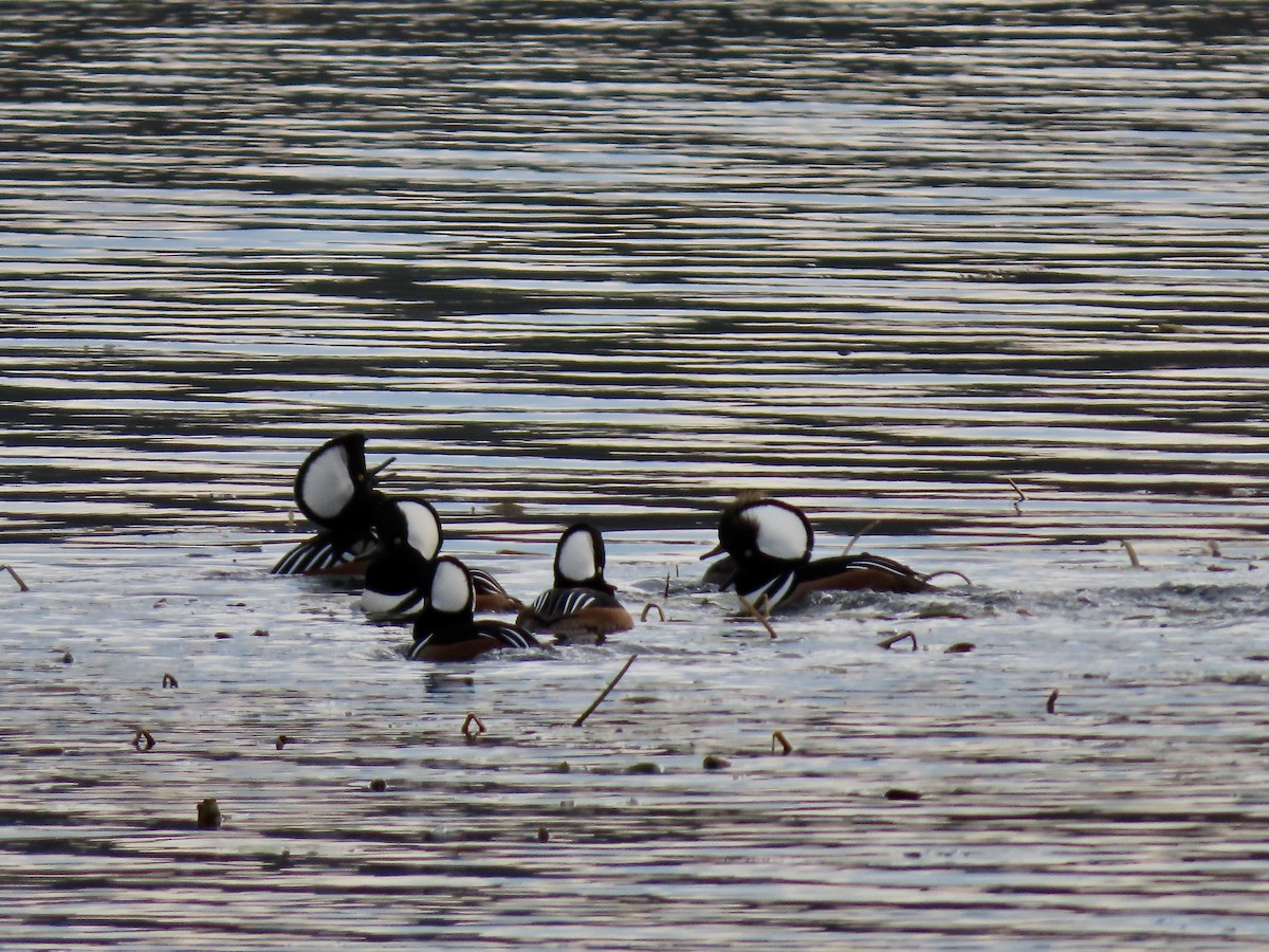 Hooded Merganser - ML281689591