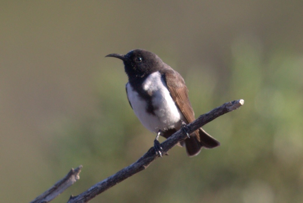 Black Honeyeater - ML28168981