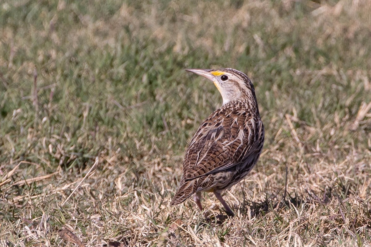 Western Meadowlark - ML281691431