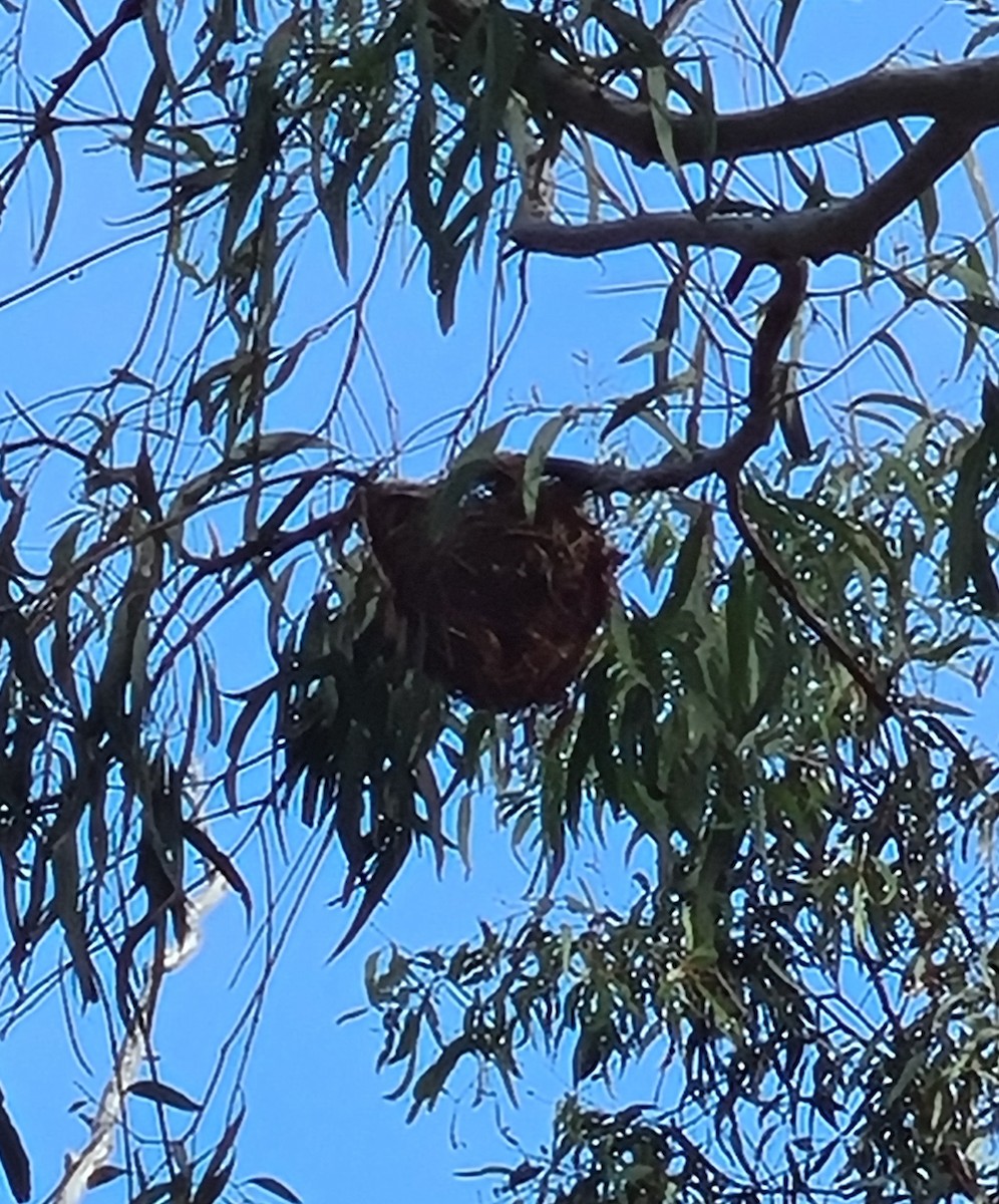 Olive-backed Oriole - ML281692091