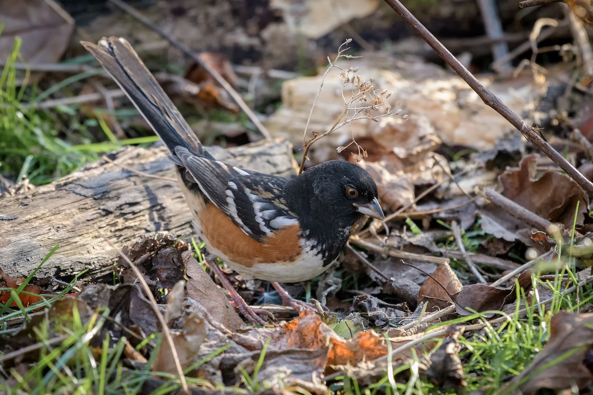 Spotted Towhee - ML281692571