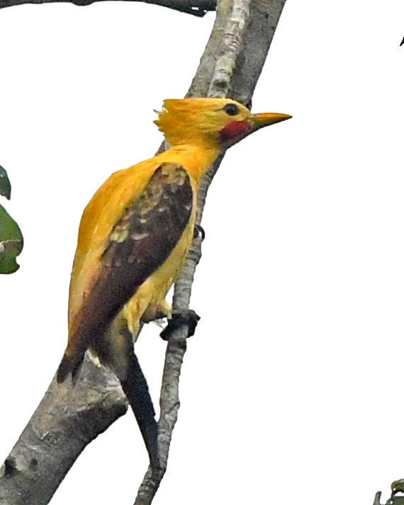 Cream-colored Woodpecker - ML281692711