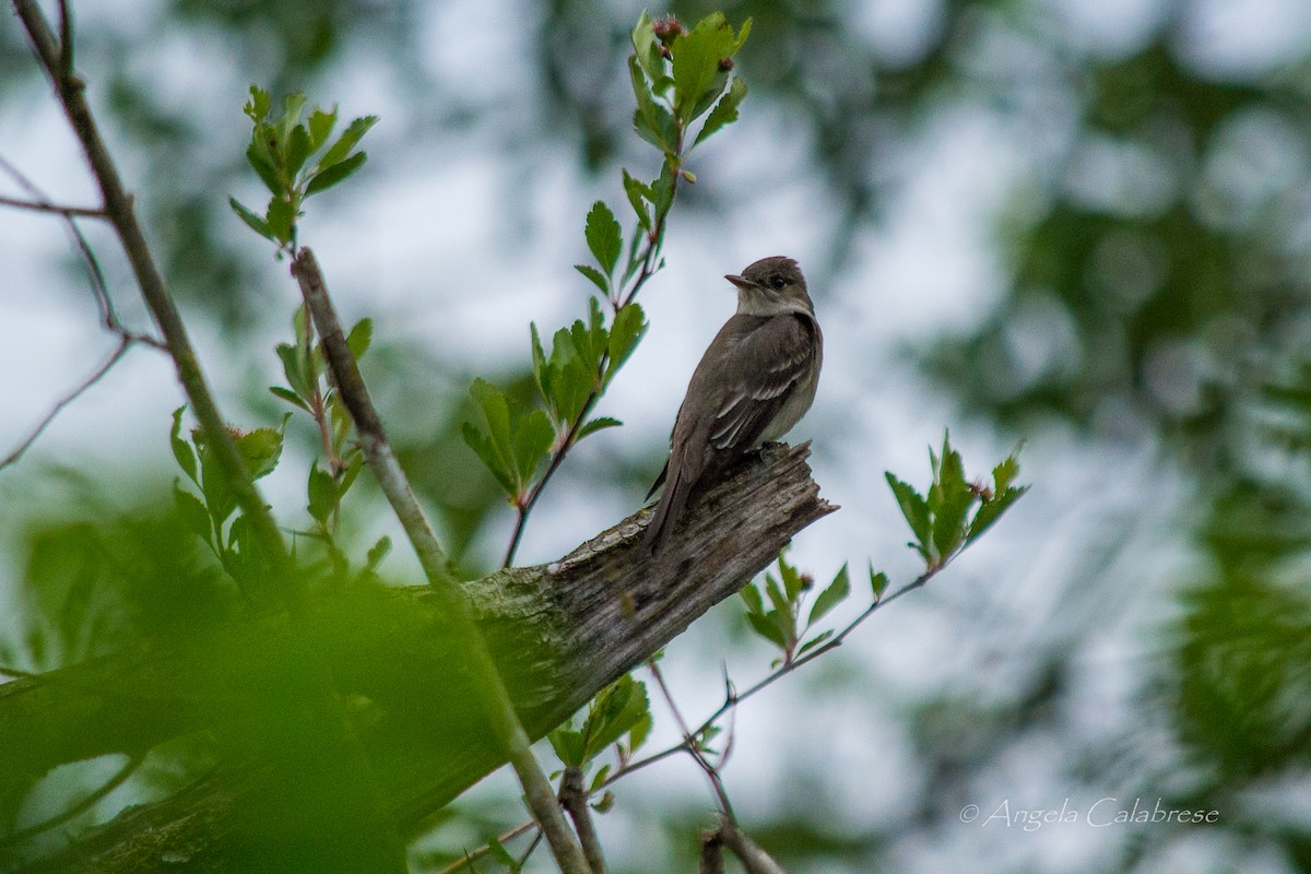 Western Wood-Pewee - ML28169331