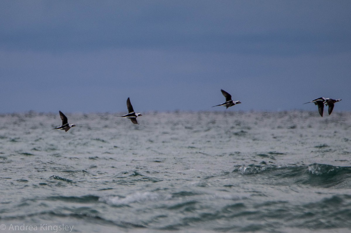 Long-tailed Duck - ML281695351