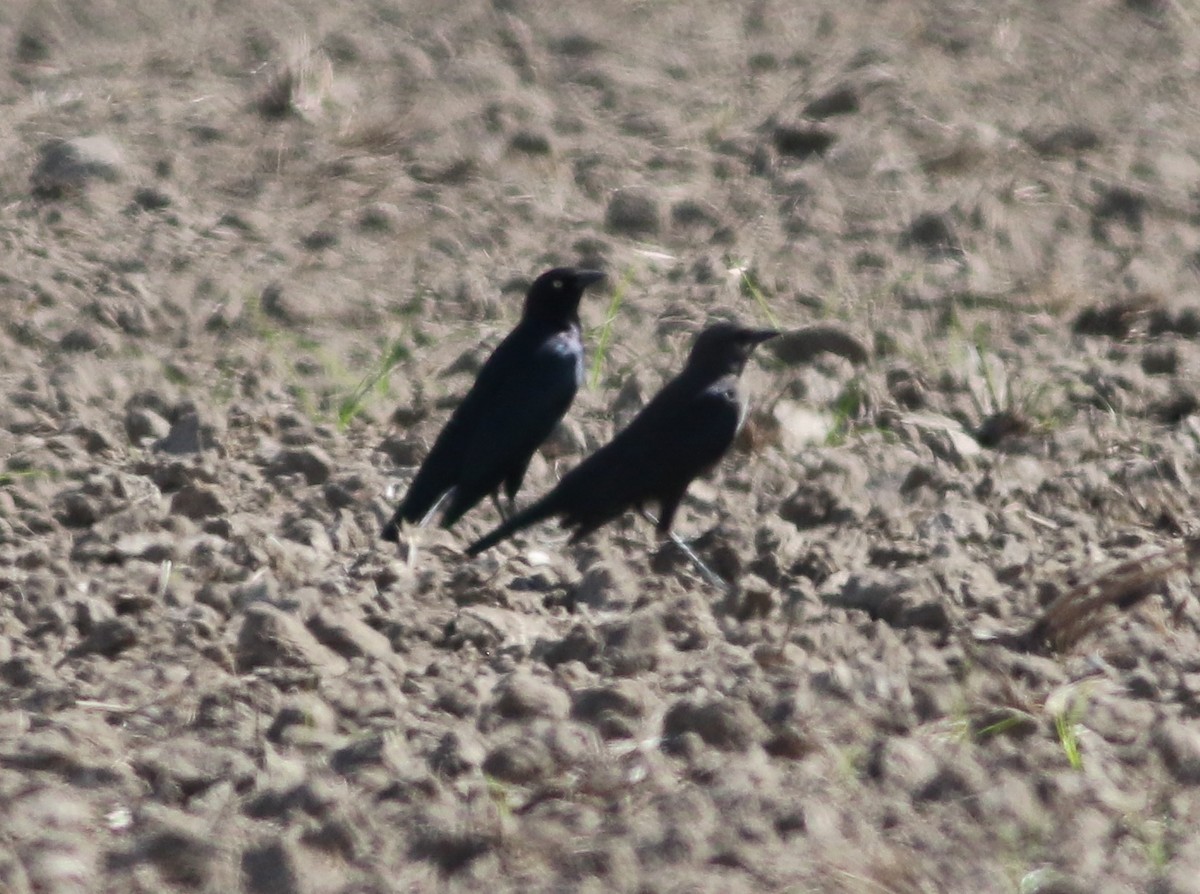 Brewer's Blackbird - ML281695941