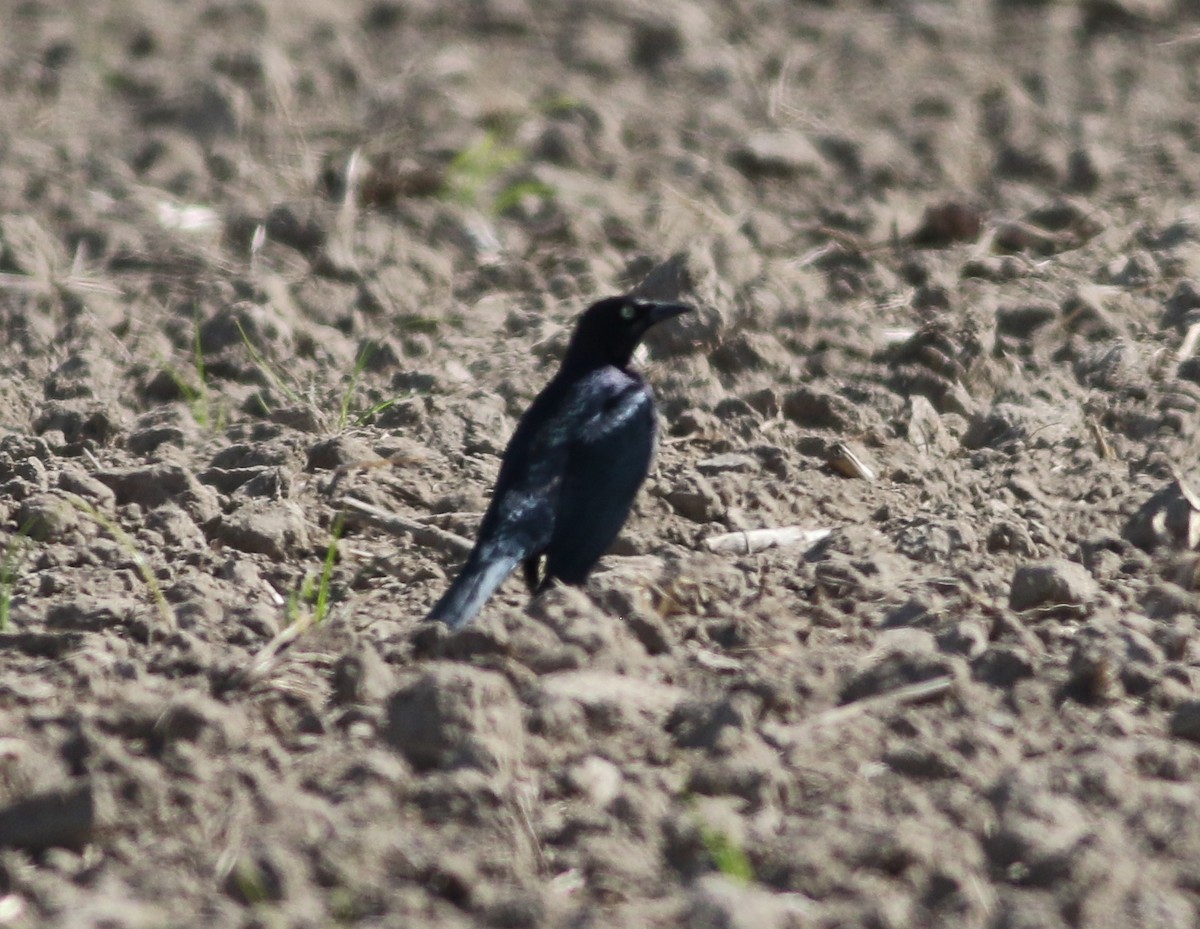 Brewer's Blackbird - ML281696021