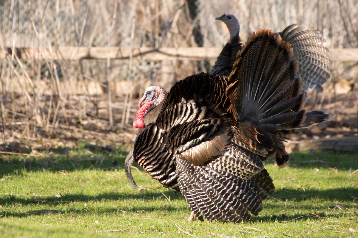 Wild Turkey - Jean-Sébastien Guénette