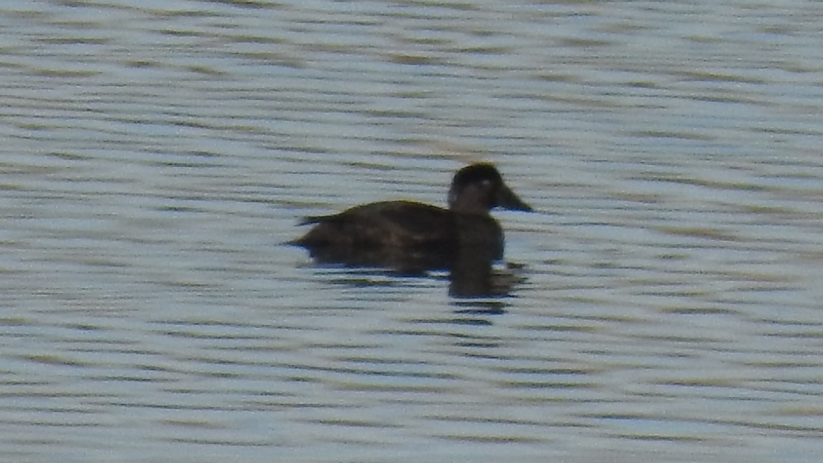 Surf Scoter - ML281697161