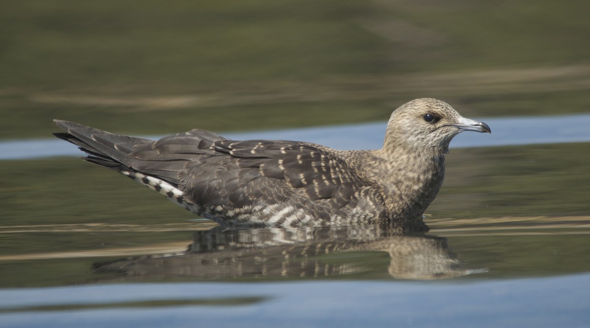 Parasitic Jaeger - Ron Pozzi