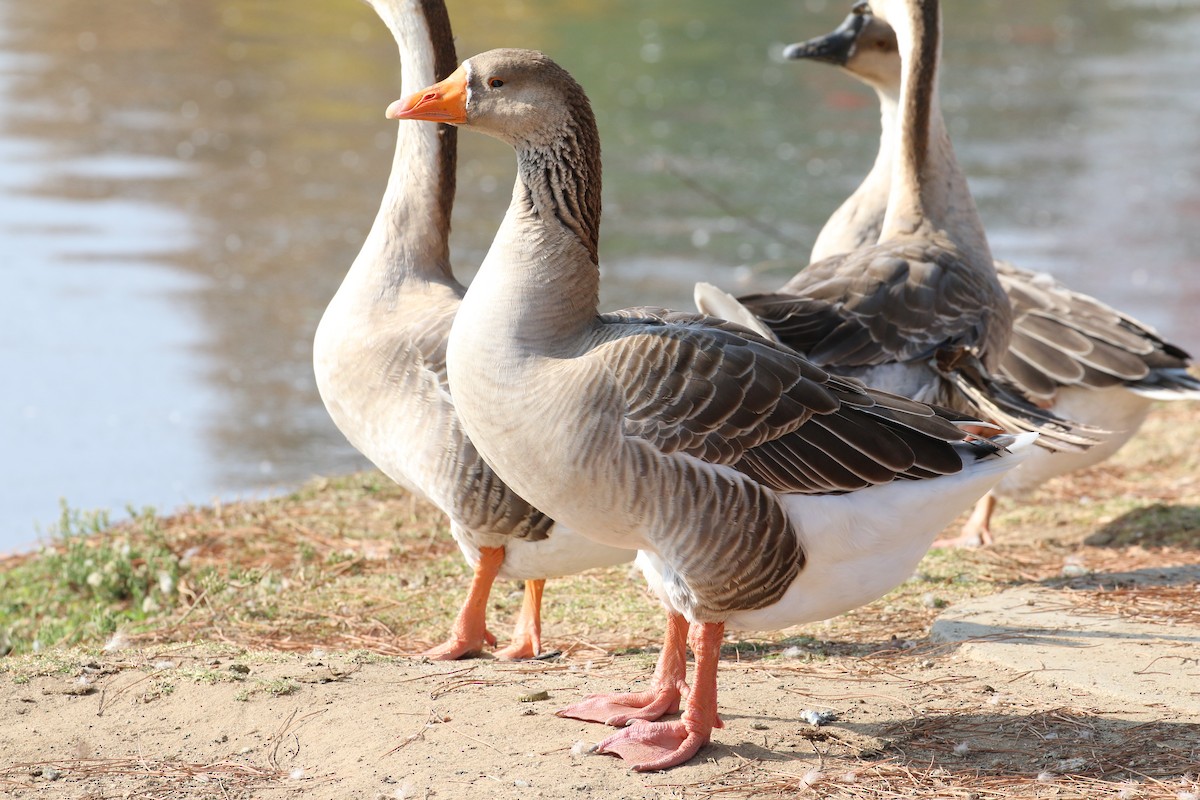 Graylag Goose (Domestic type) - ML281698731