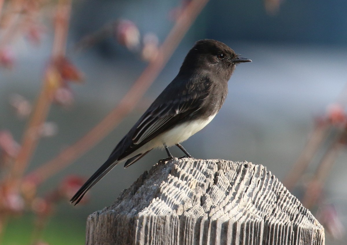 Black Phoebe - ML281699581