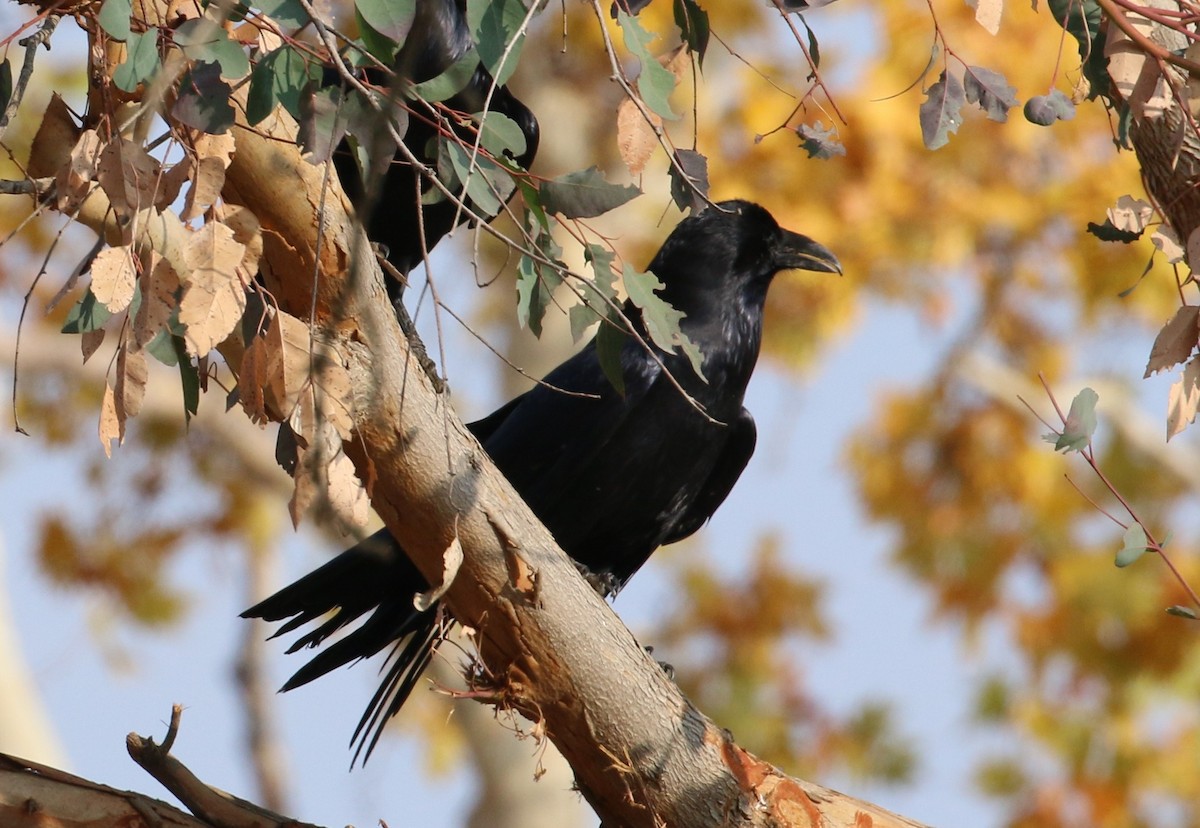 Common Raven - Lindsey Mitchell