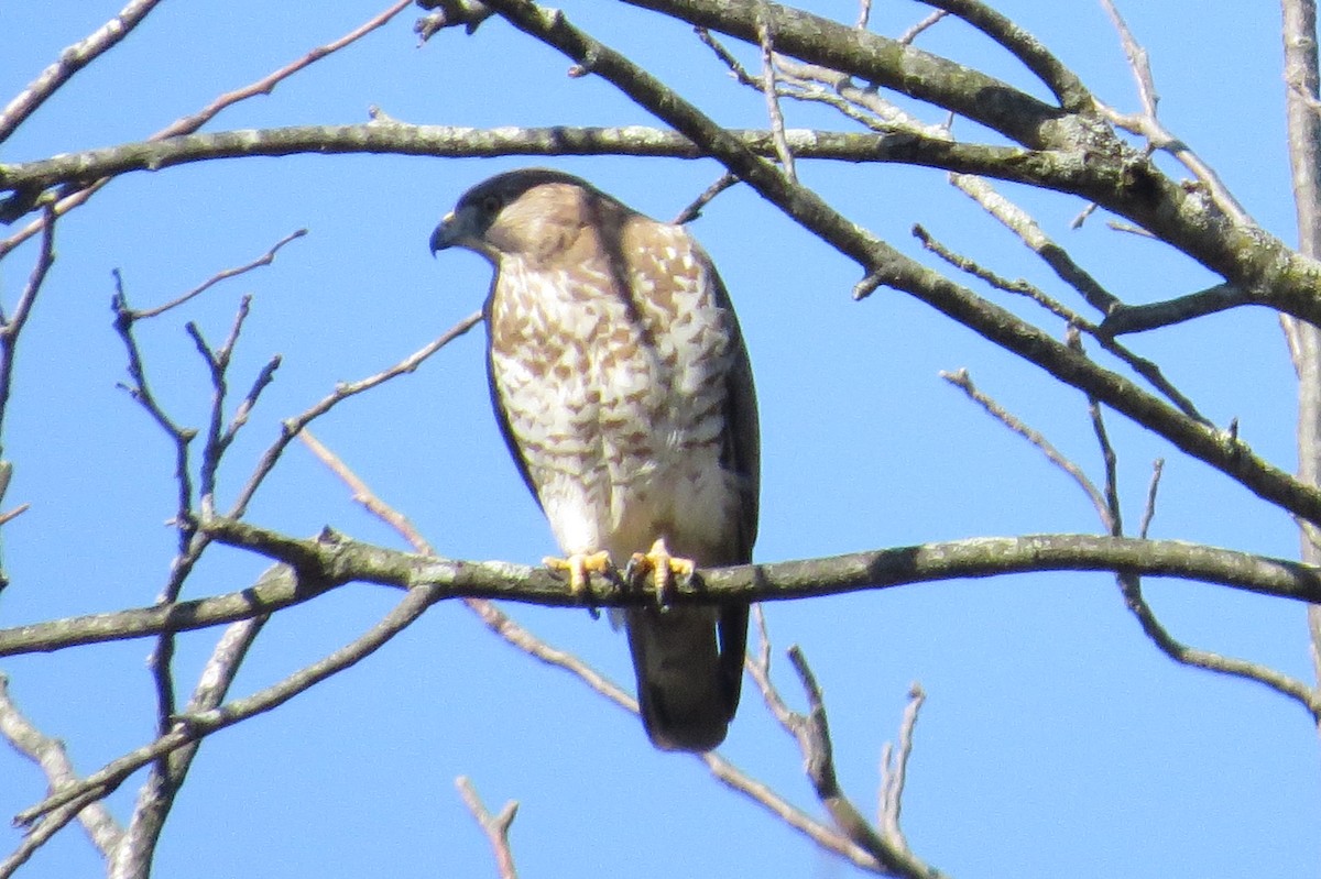 Broad-winged Hawk - ML28169991