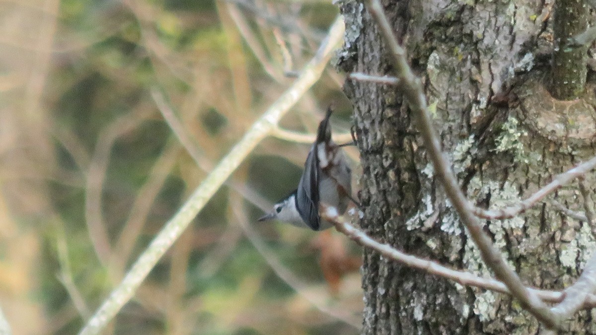 White-breasted Nuthatch - Fran Loyd