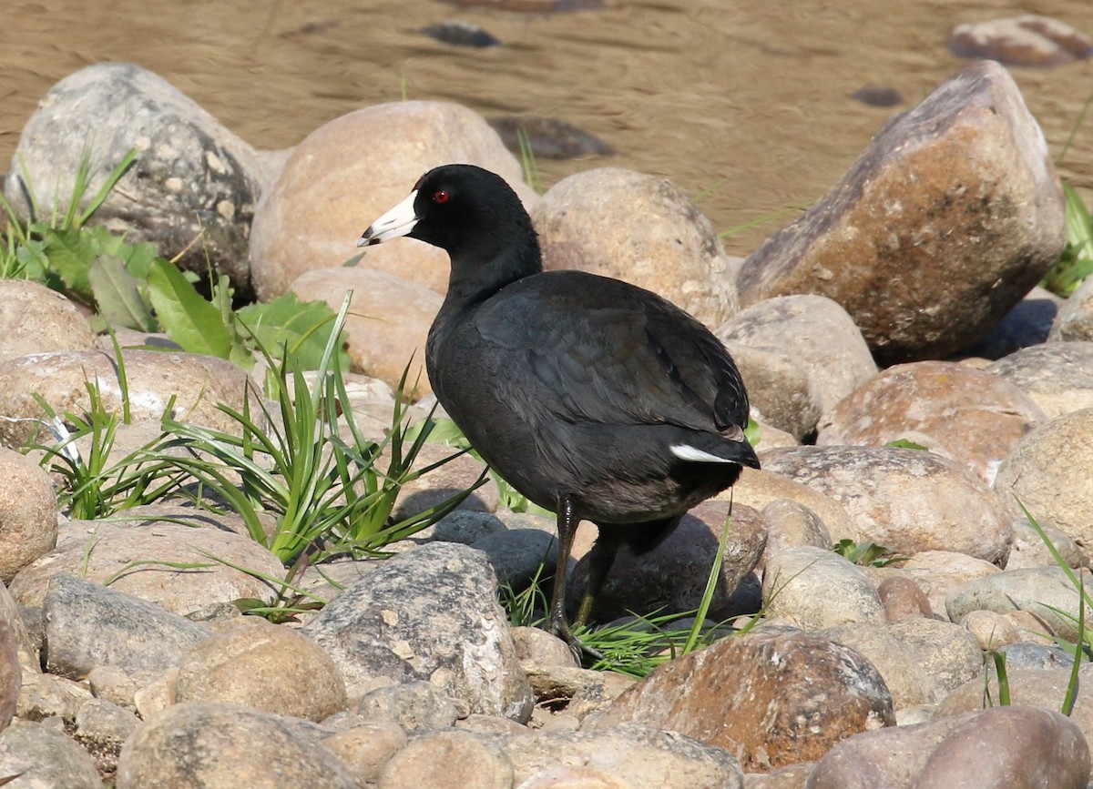 American Coot - ML281703771