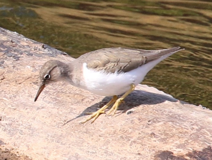 Spotted Sandpiper - Lindsey Mitchell