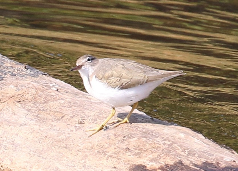 Spotted Sandpiper - ML281704221