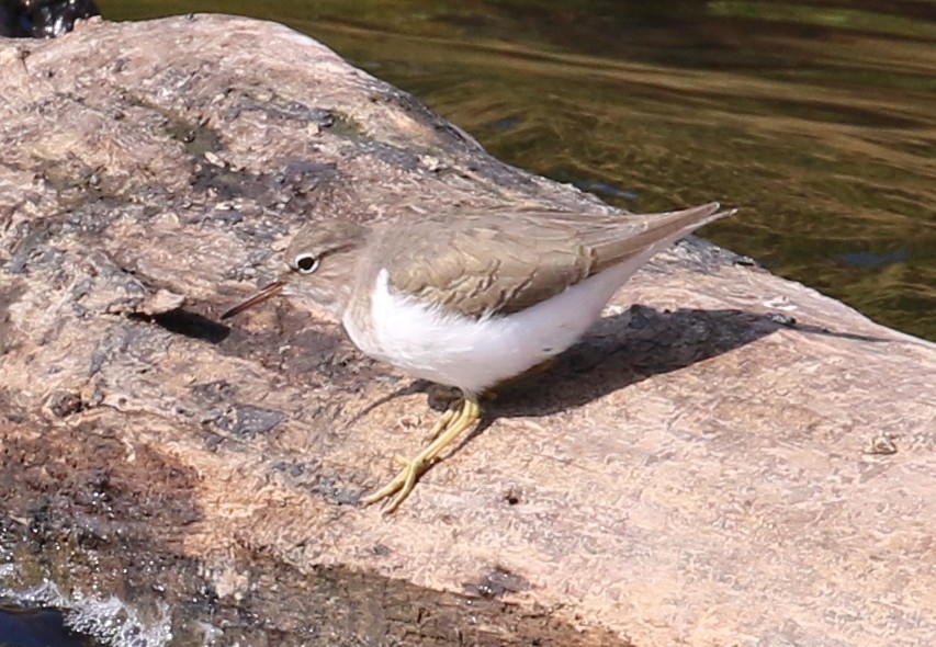 Spotted Sandpiper - ML281704381