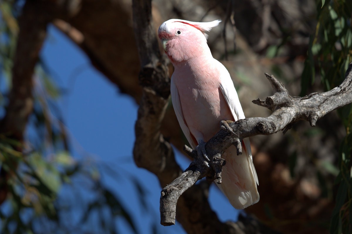 Pink Cockatoo - Mat Gilfedder