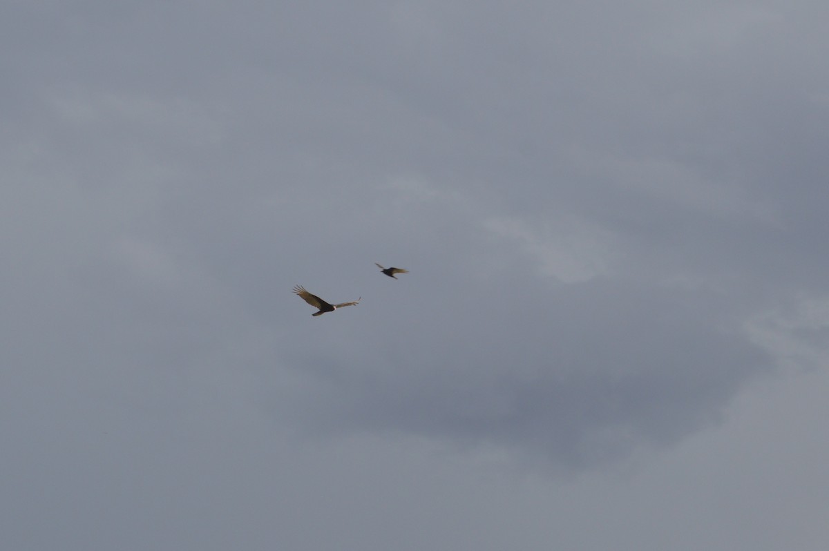 Turkey Vulture - ML281706081