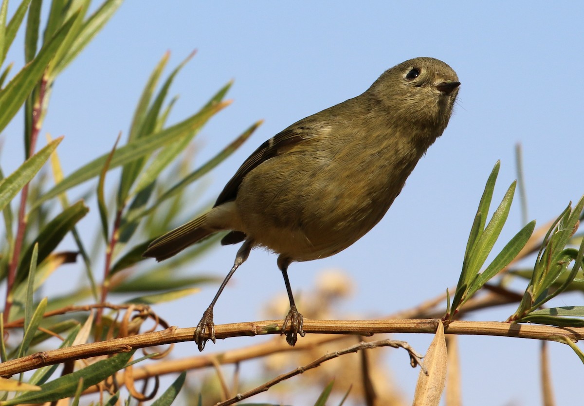 מלכילון אמריקני - ML281706111