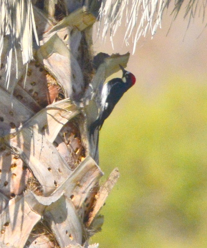 Acorn Woodpecker - ML281707801