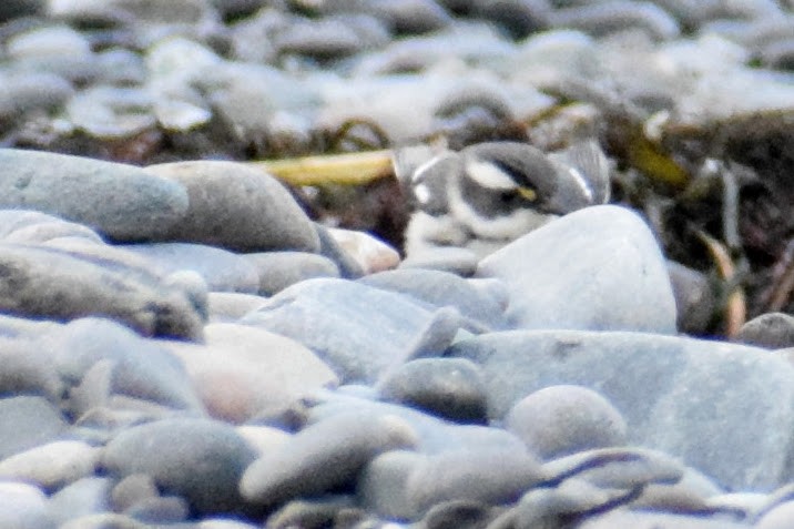 Black-throated Gray Warbler - ML281707831