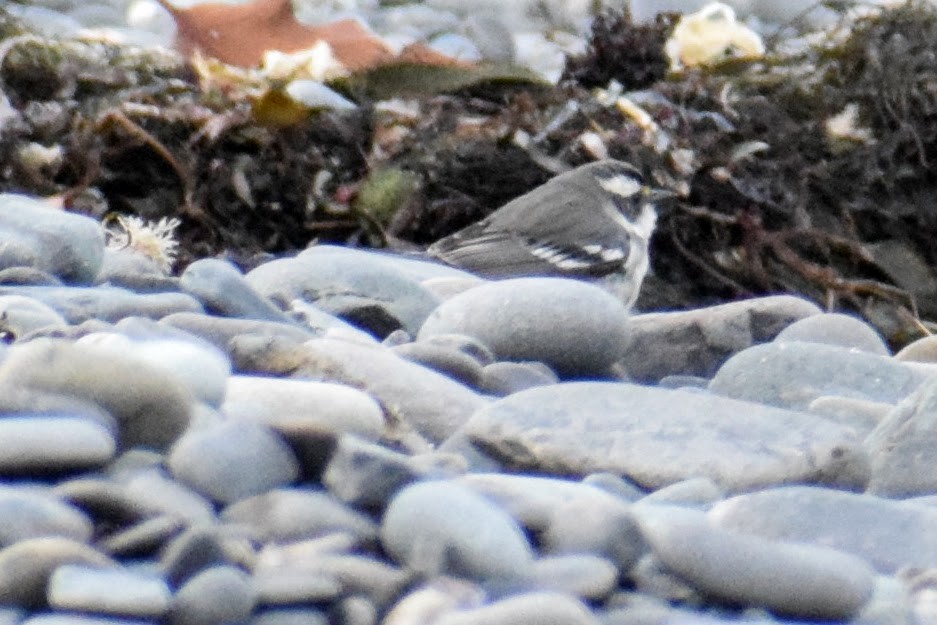 Black-throated Gray Warbler - Tara Yeackel