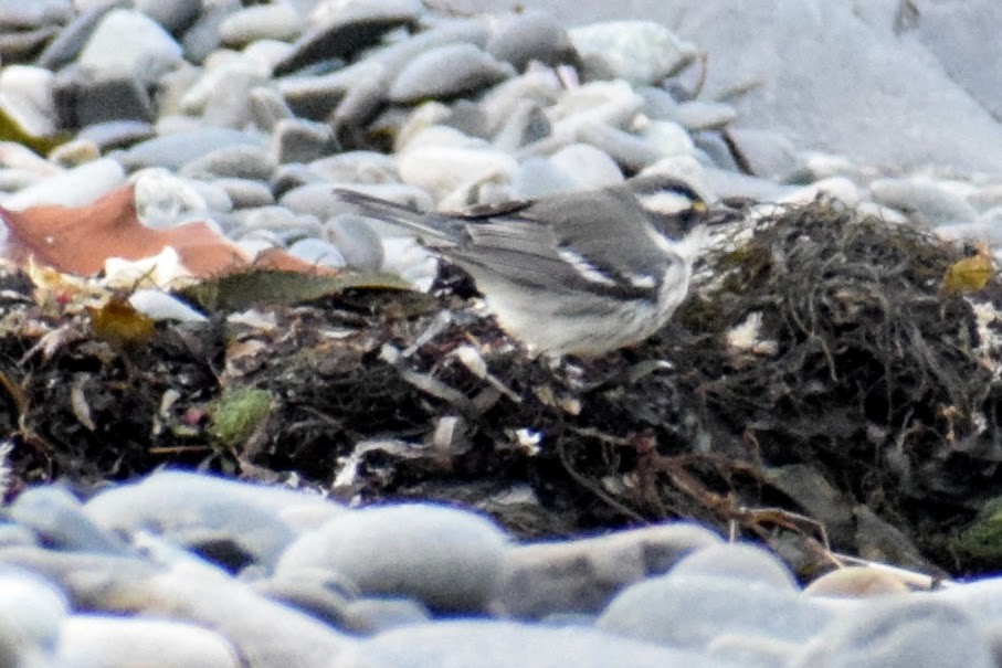 Black-throated Gray Warbler - Tara Yeackel