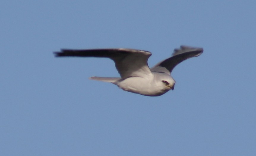 White-tailed Kite - ML281707971