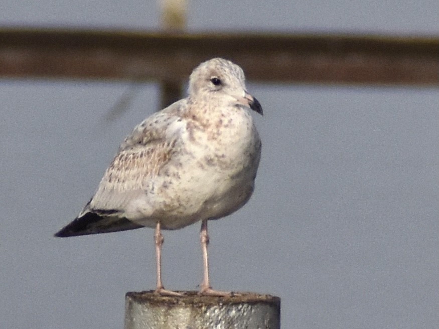 Ring-billed Gull - ML281708761