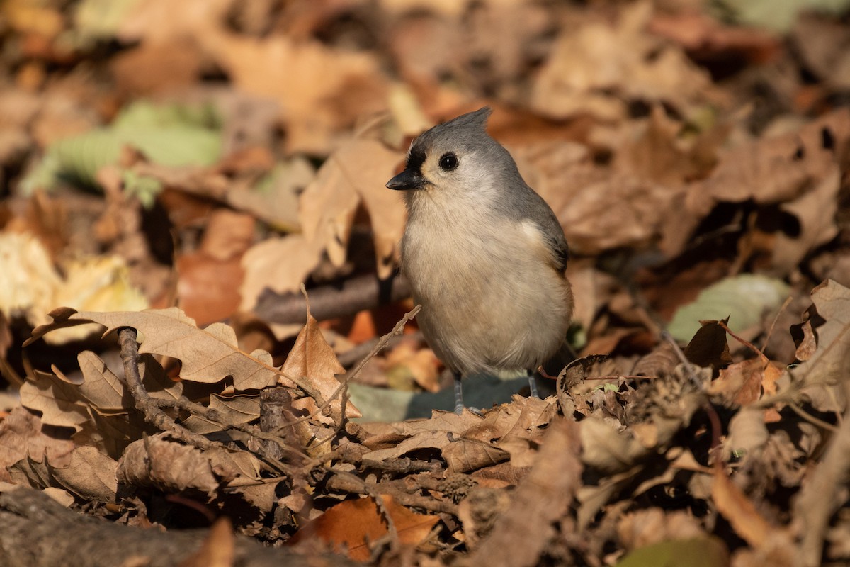 Tufted Titmouse - ML281709331