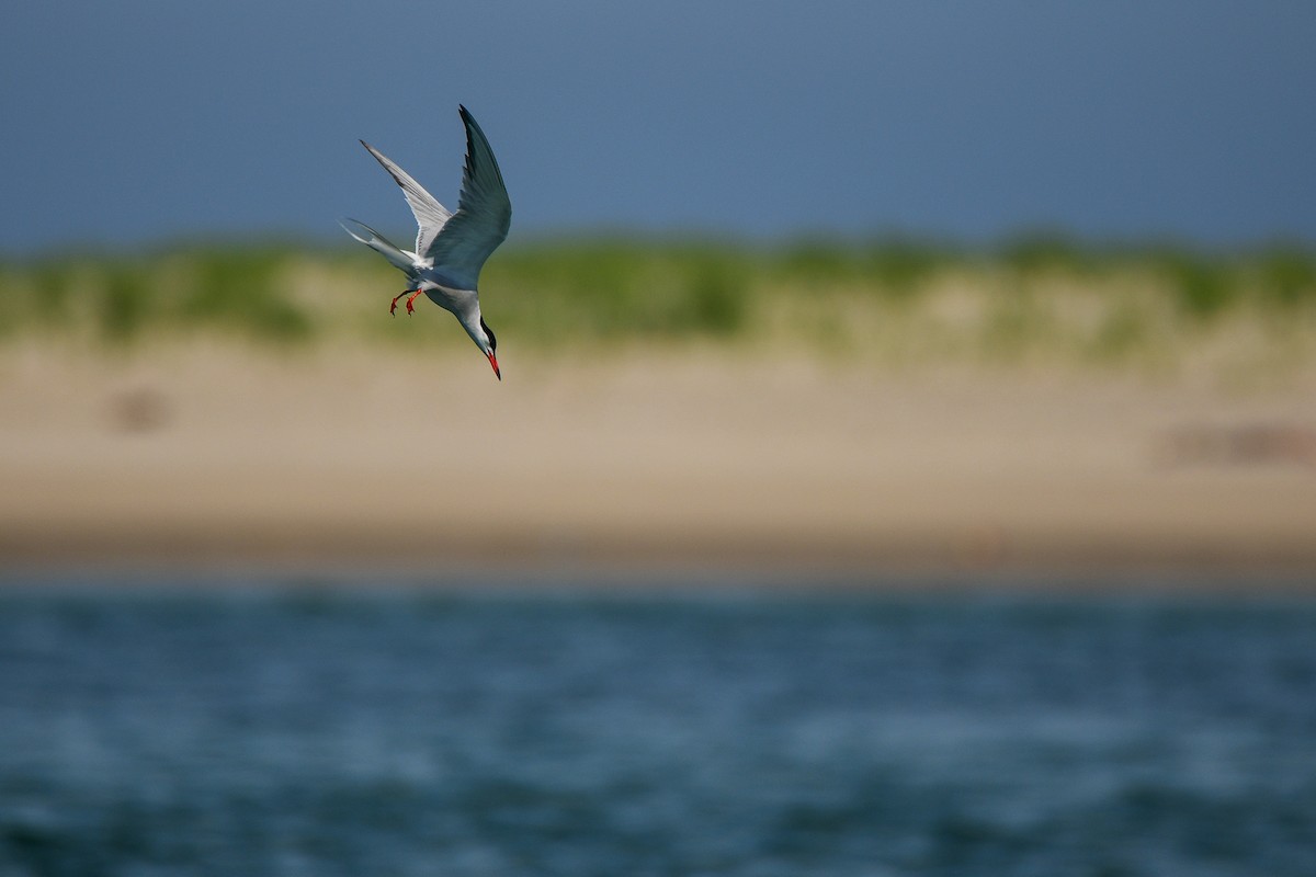 Common Tern - ML281709691