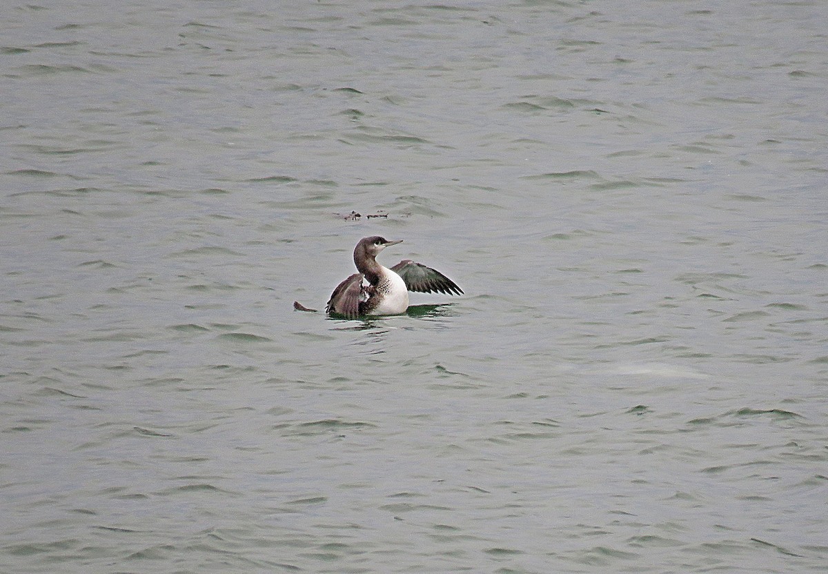 Red-throated Loon - ML281709761