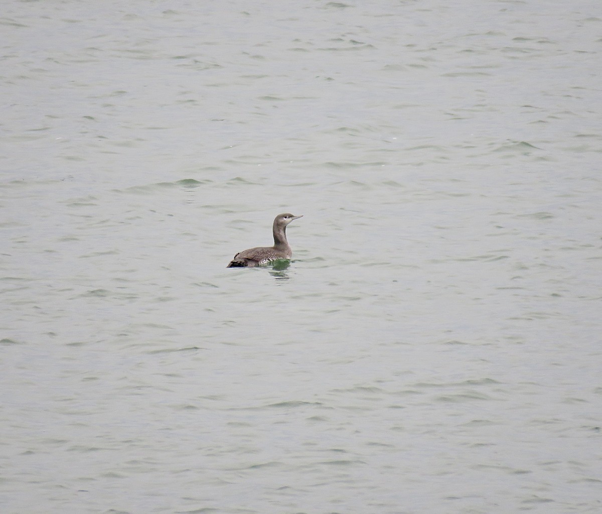 Red-throated Loon - ML281709901