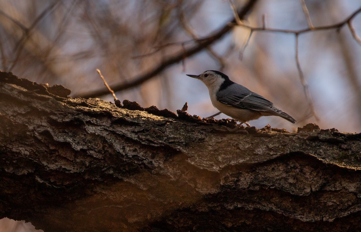 White-breasted Nuthatch - ML281710791