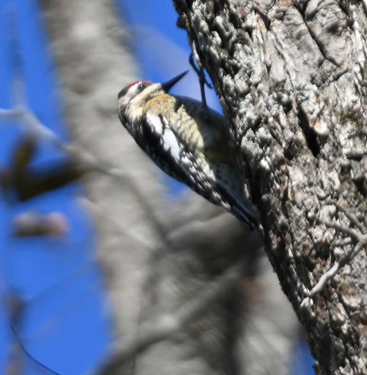 Yellow-bellied Sapsucker - ML281711781