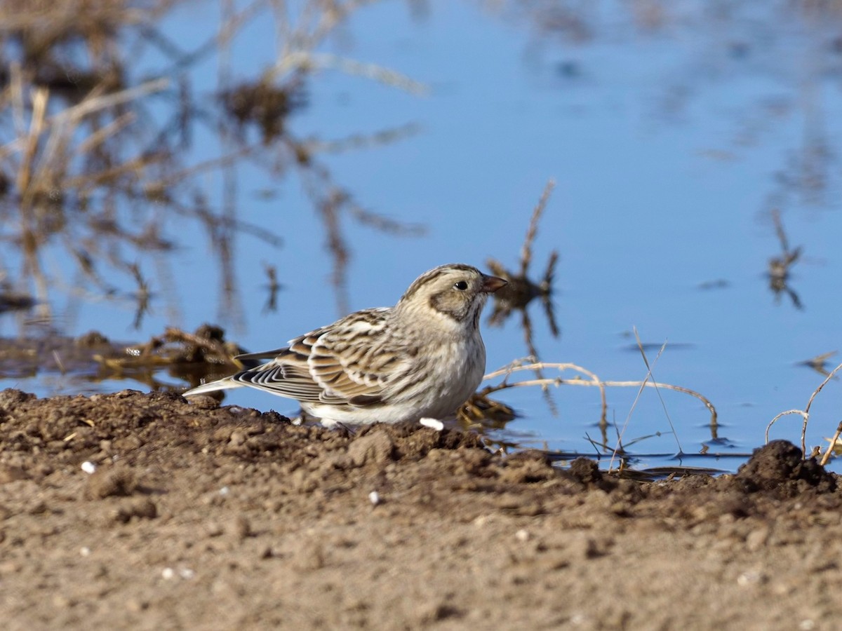 Lapland Longspur - ML281712971